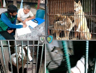 В Андижане местный житель держал двух волков на территории автозаправки