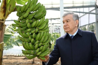 Surxondaryoda tomorqadan yiliga uch marta hosil olish amaliyoti kengaymoqda