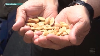 Тұқымдық шаруашылықтарында Тәжікстаннан әкелінген асқабақ тұқымдары егіледі