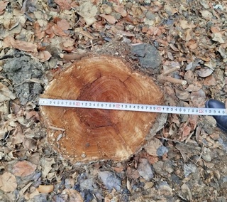 Қашқадарёда тут дарахтини кесган фуқаро жаримага тортилди