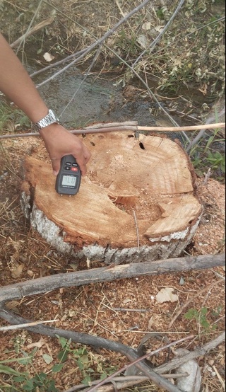 Navoiy: fuqaro ruxsatnomasiz qurigan daraxtni kesgani uchun qariyb 9 mln. soʻm jarima toʻladi