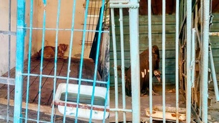 Животные в частном зоопарке Навои содержатся в ужасных условиях