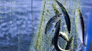 Negotiations were held with the Latvian company “Regrand” on cooperation in the fishery industry