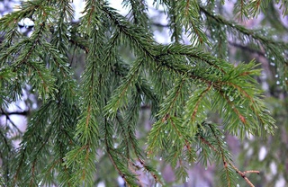 Прогноз погоды на день 7 декабря