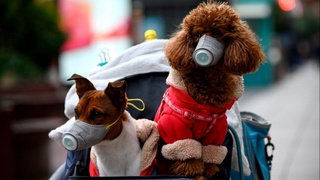 Гонгконгда уй ҳайвонлари орасида яна коронавирус ҳолатлари қайд этилди