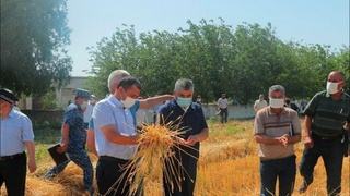 Мирзаободлик деҳқонлар давлатга дон сотиш режасини республикада биринчи бўлиб бажарди