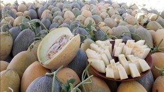 Более 2500 тонн овощей и фруктов из Узбекистана доставят автотранспортом в Пакистан