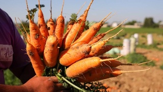 Снижение стоимости моркови ожидается в ближайшие дни: начался сбор урожая раннеспелой моркови