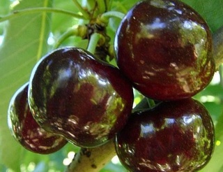 Ўзбекистон 18 та давлатга гилос экспорт қилди