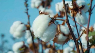 Достигнута высокая урожайность на существующих хлопковых полях республики