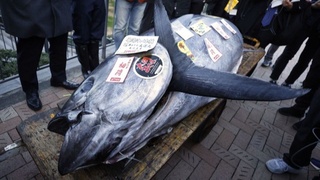 Tokyo’s Top Tuna for the New Year Sells for Nearly $800,000