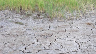 Uzbekistan and the IAEA launch a joint project to combat soil salinization