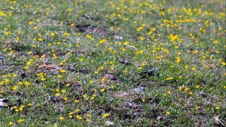 Oʻzbekistonda bu hafta yogʻingarchilik boʻladi