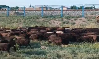 В Кашкадарье на 17 миллионов сумов оштрафован гражданин, повредивший саженцы деревьев