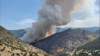 Бўстонлиқ туманида ўрмон ёнғинларини бартараф этувчи отрядлар ташкил этилади