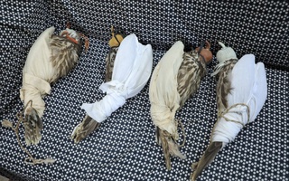 Саккиз бош лочинни мамлакатдан олиб чиқишга уринган шахс тўхтатиб қолинди