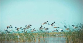 An increase in the number of animals and birds is recorded in the Aral Sea region