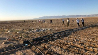 Самарқандда томчилатиб суғориш орқали Голландиядан келтирилган картошка уруғлари етиштирилмоқда