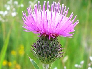 Chet eldan yovvoyi o'simlik olib kelish uchun ruxsatnoma kerak?!