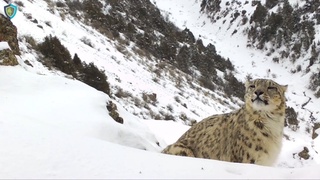 Ўзбекистонда “Қизил китоб”га киритилган ҳайвонлардан фойдаланиш тартибини бузганлик учун ундириладиган тўлов 10 бараварга оширилди