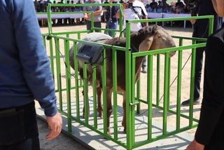 Насл кўргазмаси: 192 кило тош босган қўчқор