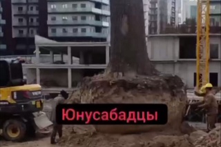 Тошкент шаҳар экология бошқармаси фаолиятига хизмат текшируви тайинланди