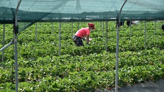 Қишлоқ хўжалиги ўсимликларининг касалликларини фотосуратлар воситасида аниқлаш платформаси ишлаб чиқилди