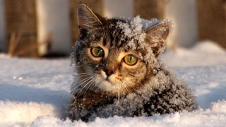 Узбекистанцев снова ожидает дождь со снегом