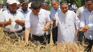 Наманган ғаллакорлари режани ортиғи билан бажарди