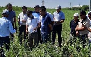 Қашқадарё ўрмончилари Бухоро тажрибаси бўйича чинни гужум етиштиришни йўлга қўйди