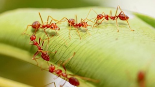 Распространение видов-пришельцев лишило мировую экономику около 1,3 трлн долл. США