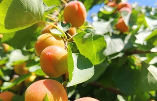 18 май куни Ўзбекистоннинг айрим жойларида қисқа муддатли ёмғир ёғиб, момақалдироқ бўлиши мумкин