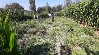 Самарқандда "каннабис" ўсимлигини етиштираётган шахс аниқланди