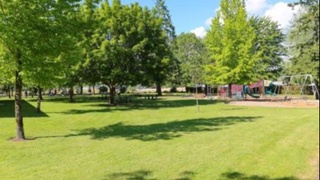 Шавкат Мирзиёев: Дарахт кесишга муддатсиз мораторий жорий қилинади