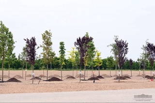 “Янги Ўзбекистон” боғи:  Халқимизнинг бунёдкорлик салоҳияти ва эзгу орзу-интилишлари мужассами