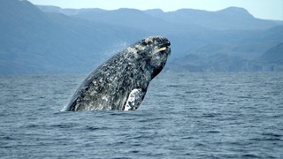 Мисрда қадимги кит қолдиқлари топилди