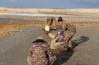 Ҳайўанат дүньясын қорғаў бойынша биотехникалық илажлар өткериў тәртиби белгиленди