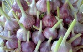 Yurtimizda sarimsoqpiyoz va toʻqsonbosti usulida sabzavot mahsulotlarini yetishtirish koʻpaymoqda