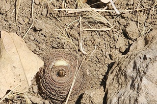 Qashqadaryoda 753 tup tojik kavragi kesib tashlandi