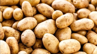 State support for potato cultivation will be expanded in Uzbekistan