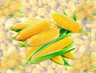 In seven months, 70.8 thousand tons of corn were imported to Uzbekistan