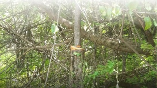 Дарахтларга шикаст етказган ҳуқуқбузар 18 миллион сўмдан ортиқроқ товон тўлайди