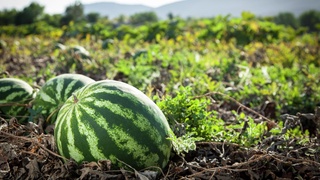 Республиканинг қайси ҳудудида полиз маҳсулотларини етиштириш улуши юқори?