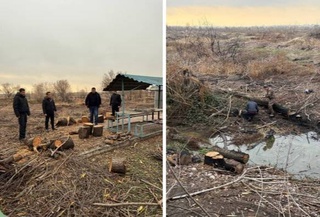В Ташкентской области незаконно вырубили деревья на сумму более 200 млн сумов