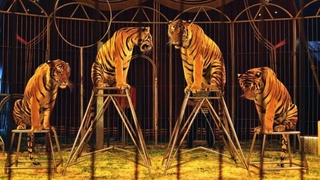 В Чехии запрещают цирки с животными