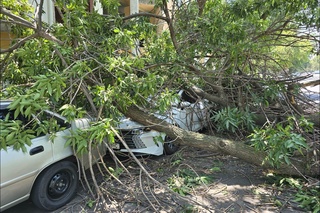 Дарахт қулаб, 3 та машинани босиб қолди