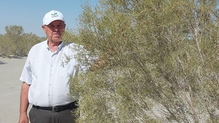 Арал: создать оазис в пустыне