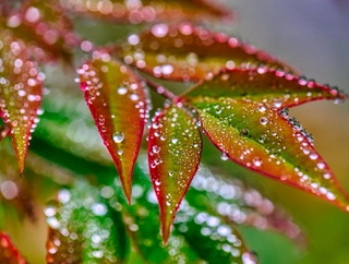 Бу ҳафта ёмғирли бўлади