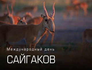 5 мая - Международный день сайгаков
