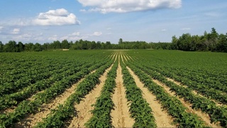 In Uzbekistan, the productivity of agricultural acreage will be increased